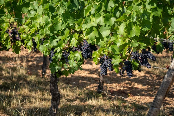 Ruedesheim yakınlarındaki Ren Nehri boyunca uzanan güzel yamaçlar ve Almanya 'daki niederwald anıtı.