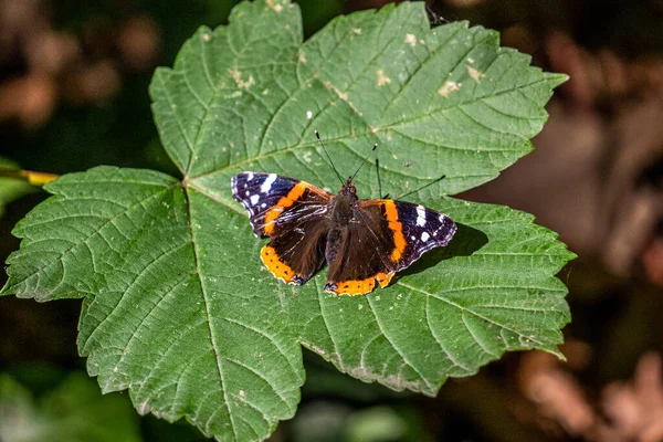 Red Admiral Butterfly Resting Ground Germany — Stock Photo, Image