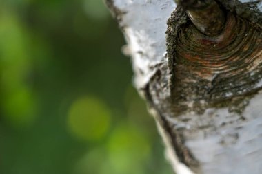 Yaz mevsiminde gelişen yapraklı huş ağaçları, Lupeneburger Heide arazisinde, Almanya