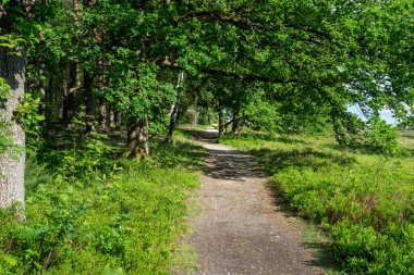 Lueneburger Heide, Almanya 'nın doğa koruma alanındaki güzel yamaçlar.