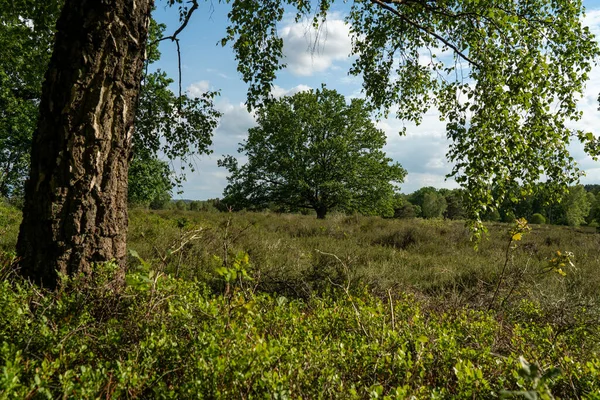 Vacker Sluttning Landskap Naturskyddsområdet Lueneburger Heide Tyskland — Stockfoto