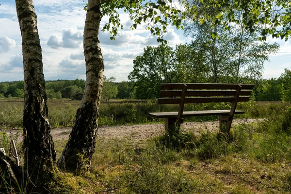 beautiful hillside landscape in the nature preservation area of the lueneburger heide, germany