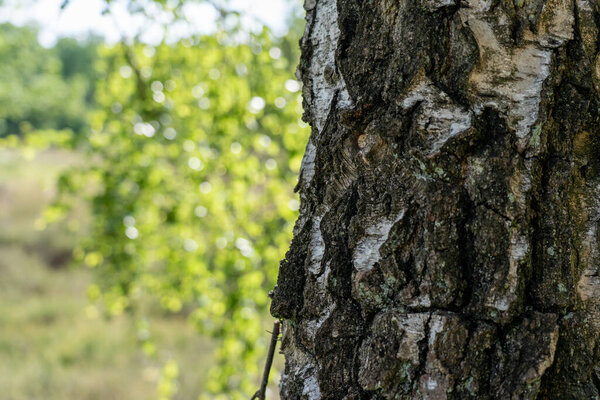 Birch trees with emerging foliage in summer time in lueneburger heide landscape, germany