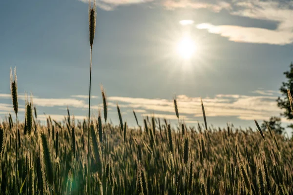 Prachtig Heuvellandschap Het Natuurreservaat Van Lueneburger Heide Duitsland — Stockfoto