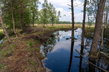 Lueneburg Heath 'de pamuk çimi, pamuk tohumu veya yaprak döken pamuk ağacı, huş ağacı olan fundalıklar.