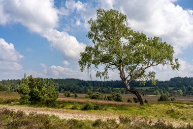 Lueneburger Heide, Almanya 'nın doğa koruma alanındaki güzel yamaçlar.
