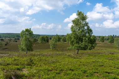 Lueneburger Heide, Almanya 'nın doğa koruma alanındaki güzel yamaçlar.