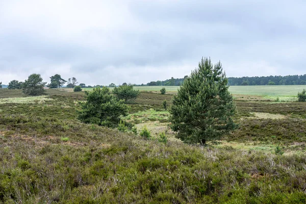 beautiful hillside landscape in the nature preservation area of the lueneburger heide, germany