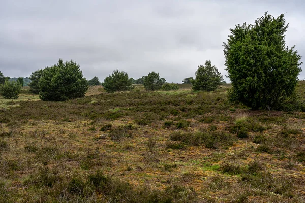 Bela Paisagem Encosta Área Preservação Natureza Lueneburger Heide Alemanha — Fotografia de Stock