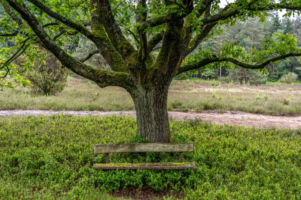 Wunderschöne Hanglandschaft Naturschutzgebiet Lüneburger Heide Deutschland — Stockfoto