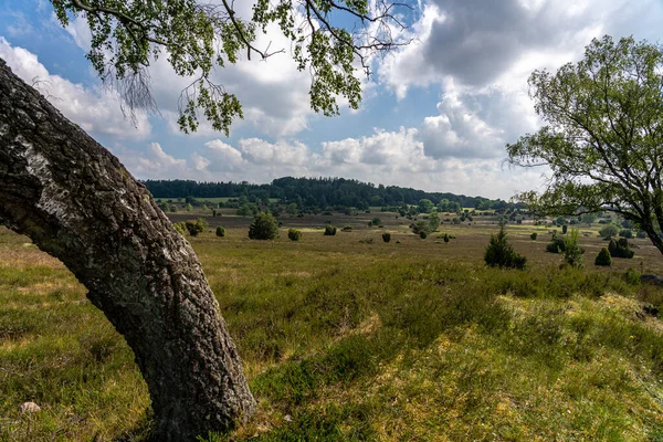 Hermoso Paisaje Ladera Área Preservación Naturaleza Lueneburger Heide Alemania — Foto de Stock