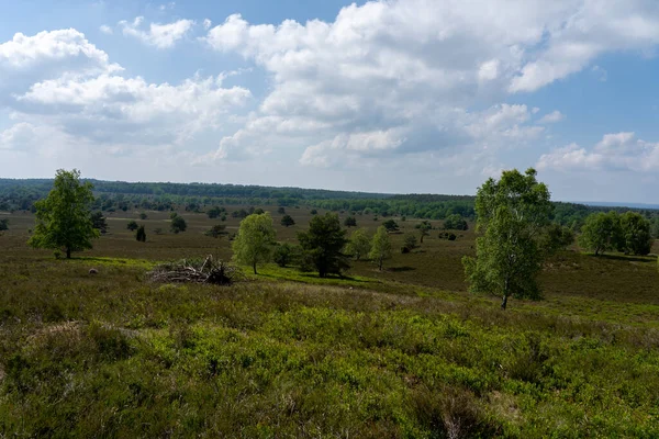 Beautiful Hillside Landscape Nature Preservation Area Lueneburger Heide Germany — стоковое фото