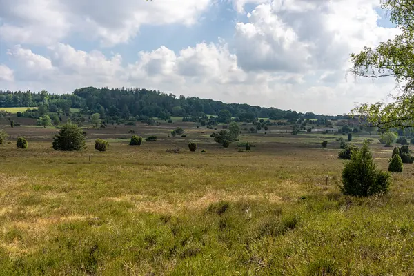 Hermoso Paisaje Ladera Área Preservación Naturaleza Lueneburger Heide Alemania — Foto de Stock