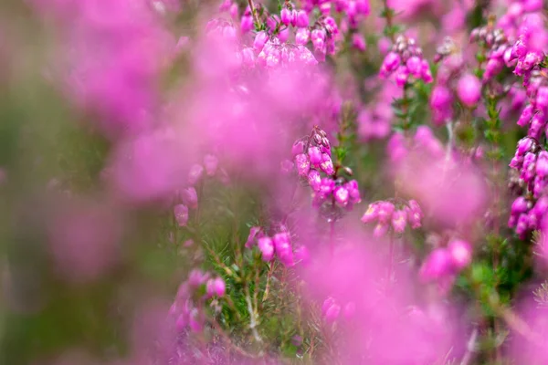 Purple Heather Closeup Summer Lueneburger Heide Germany Stock Picture