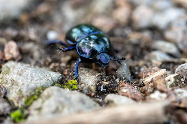 macro wood dung beetle anoplotrupes stercorosus on the ground, germany