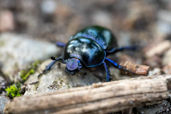 Macro Madera Estiércol Escarabajo Anoplotrupes Stercorosus Suelo Alemania — Foto de Stock