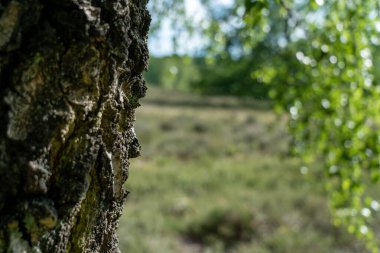 Yaz mevsiminde gelişen yapraklı huş ağaçları, Lupeneburger Heide arazisinde, Almanya