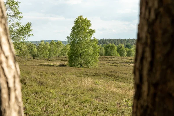 beautiful hillside landscape in the nature preservation area of the lueneburger heide, germany