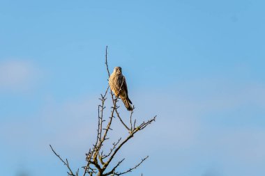 Frankfurt, hesse, Almanya yakınlarındaki bir ağaca tünemiş olan Kestrel (Falco tinnunculus)