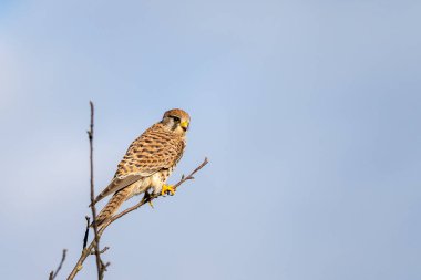 Frankfurt, hesse, Almanya yakınlarındaki bir ağaca tünemiş olan Kestrel (Falco tinnunculus)