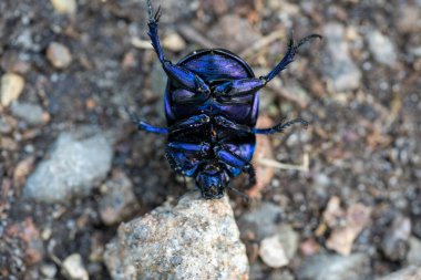 makro ahşap gübre böceği anoplotraks stercorosus 'u yerle bir eder, Almanya