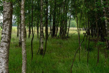 Yaz mevsiminde gelişen yapraklı huş ağaçları, Lupeneburger Heide arazisinde, Almanya
