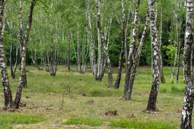 Yaz mevsiminde gelişen yapraklı huş ağaçları, Lupeneburger Heide arazisinde, Almanya