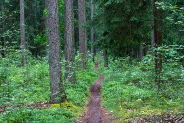 Lueneburger Heide, Almanya 'nın doğa koruma alanındaki güzel yamaçlar.