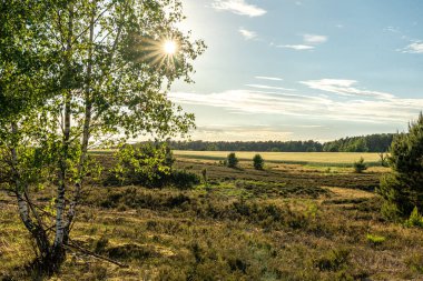 Lueneburger Heide, Almanya 'nın doğa koruma alanındaki güzel yamaçlar.