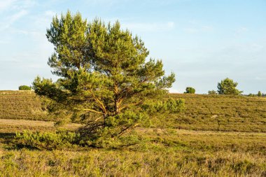 Lueneburger Heide, Almanya 'nın doğa koruma alanındaki güzel yamaçlar.