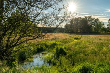 Lueneburger Heide, Almanya 'nın doğa koruma alanındaki güzel yamaçlar.