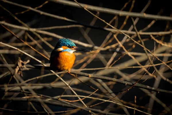 A beautiful bright turquoise king fisher in the nature, frankfurt, hesse, germany
