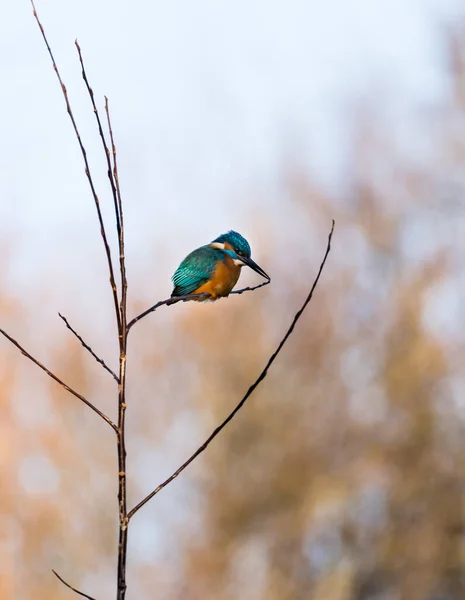 A beautiful bright turquoise king fisher in the nature, frankfurt, hesse, germany