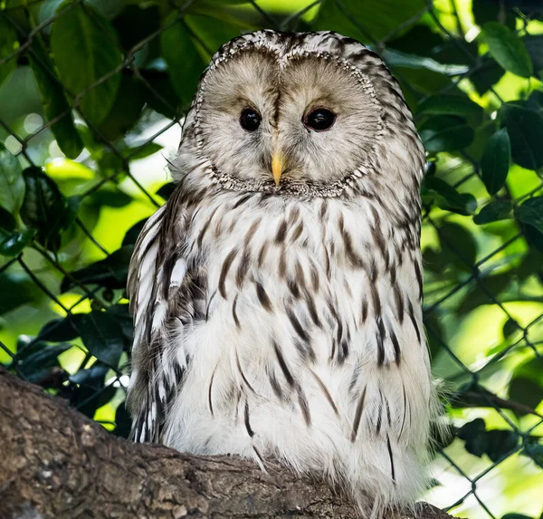 owl resting on an tree in the zoo, germany