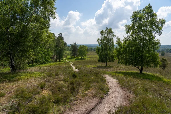 beautiful hillside landscape in the nature preservation area of the lueneburger heide, germany