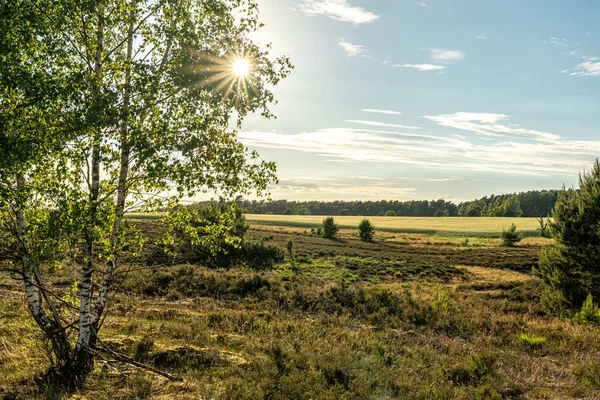 beautiful hillside landscape in the nature preservation area of the lueneburger heide, germany