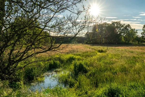 beautiful hillside landscape in the nature preservation area of the lueneburger heide, germany