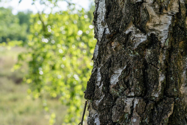 Birch trees with emerging foliage in summer time in lueneburger heide landscape, germany