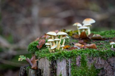 Ağaç kütüğü, taunus, Almanya 'da yetişen iki heceli faşikülare mantarı.