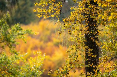 Yaprak döken ağaçların ve yaprakların güzel sarı ve kırmızı renkte, taunus ve Almanya 'da sonbahar güneşinin altında bir orman manzarası.