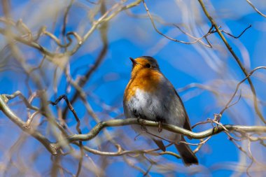 Dikkatli Robin Kopyalama Boşluğu ile Kapat