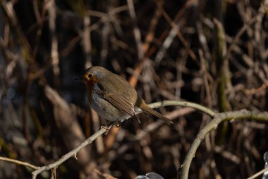 Dikkatli Robin Kopyalama Boşluğu ile Kapat