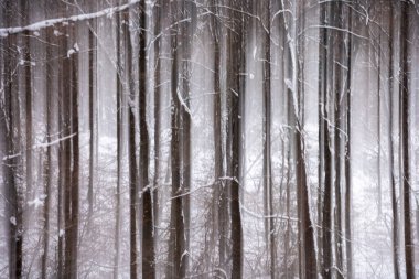 Kış zamanı Taunus ormanında soyut ağaç gövdeleri.