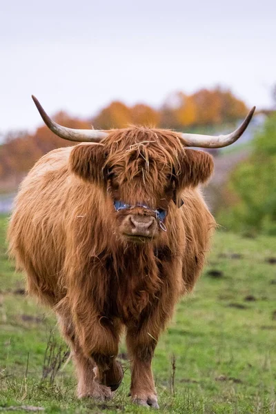 Long-haired longhorn highland cattle on meadow in hessen, germany