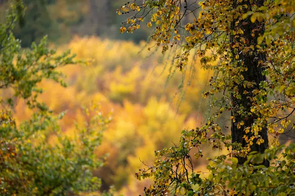 Yaprak döken ağaçların ve yaprakların güzel sarı ve kırmızı renkte, taunus ve Almanya 'da sonbahar güneşinin altında bir orman manzarası.