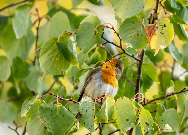 close up of a robin bird resting on a tree and chirping during autumn, germany
