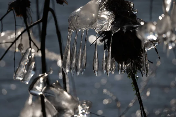 Light reflected through icicles at a river in winter time, frankfurt, hesse, germany