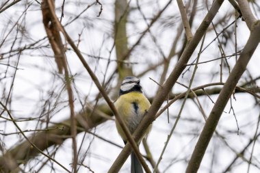Blue Tit, Parus, caeruleus, sitting on a tree branch in winter time, hesse, germany