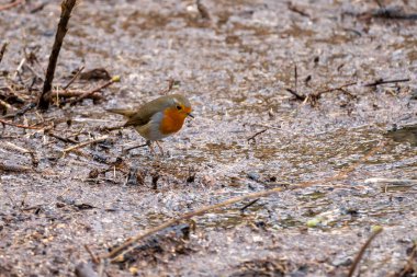 Kızıl bülbül (Erithacus rubecula) 'yı kışın, vahşi yaşam, hesse, Almanya' da kapatın.