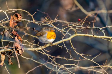 Kızıl bülbül (Erithacus rubecula) 'yı kışın, vahşi yaşam, hesse, Almanya' da kapatın.